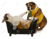 11933993-lazy-dog-bulldog-inglese-in-piedi-cercando-di-svegliare-un-altro-posa-sul-divano